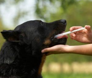 Como Fazer Cachorro Vomitar Intoxica O