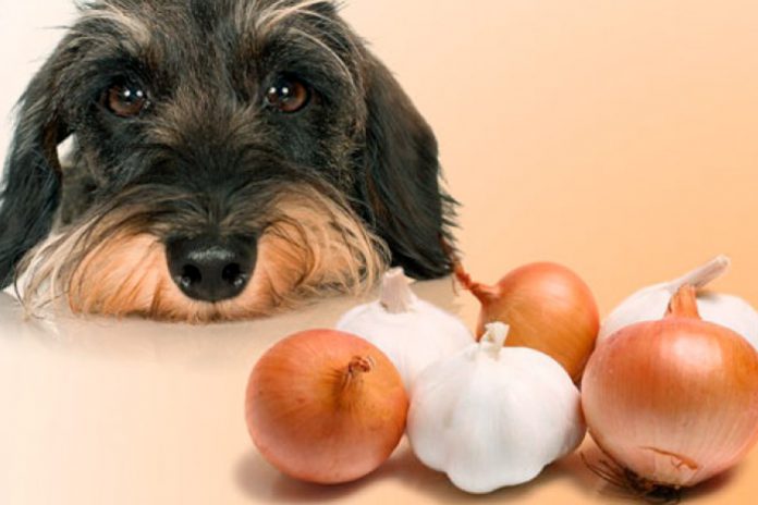 Cachorro pode comer cebola perigo