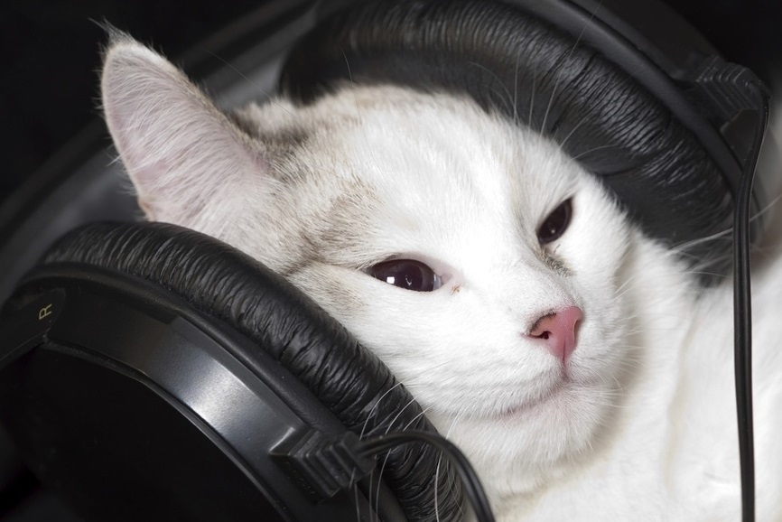 Gato estressado Música para gatos é isso que ele precisa para se acalmar