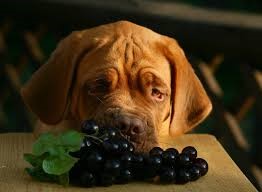 Cachorro comeu uva