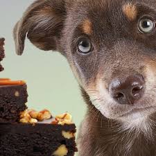 Cachorro pode comer chocolate