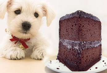 Cachorro pode comer chocolate?