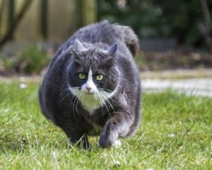 gato gordo emagrecer
