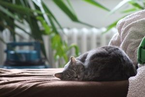 Como RELAXAR um GATO ESTRESSADO 🐱 Reduza o Estresse em Gatos! 