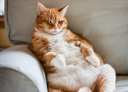 Gato gordo: o que fazer? - Pet Total Neem