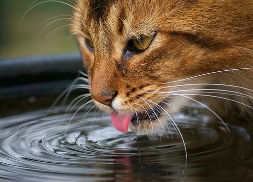 Gato beber mais água é muito importante 7 dicas práticas