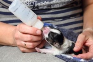 alimentar filhote de cachorro recém nascido
