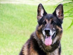 Dieta  boa para cachorro idoso