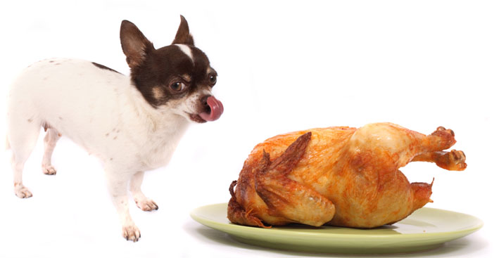 7 alimentos proibidos para cachorro na ceia de natal -
