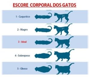 gato gordo escore corporal