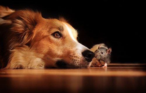 Cães e ratos leptospirose