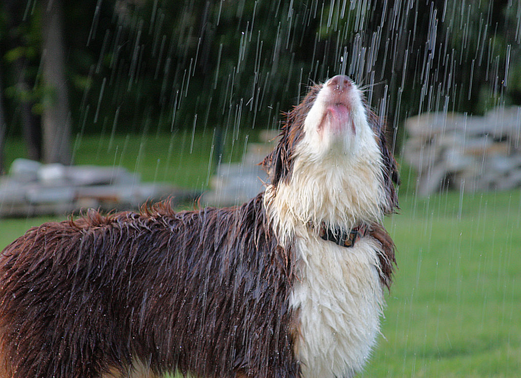 Chuvas aumentam os casos de leptospirose canina