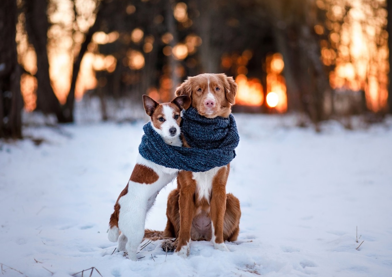 Os Cães Sentem Frio