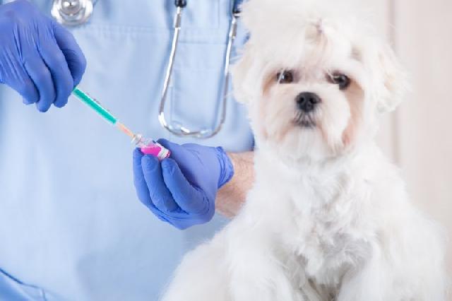leptospirose canina vacinação